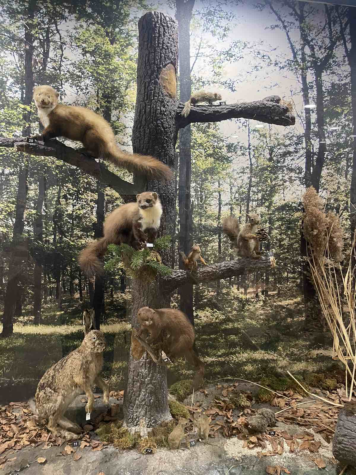 Горска диорама